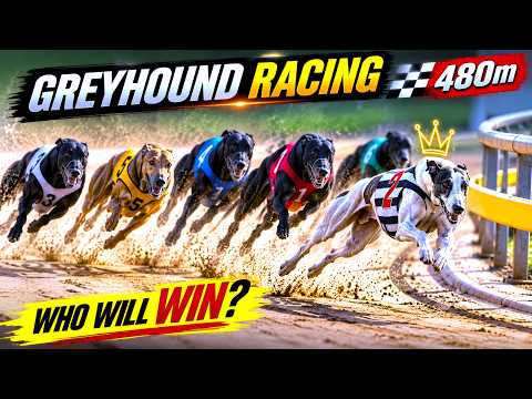 What a Race! ???? Six Greyhounds Battle for the Win! ????????