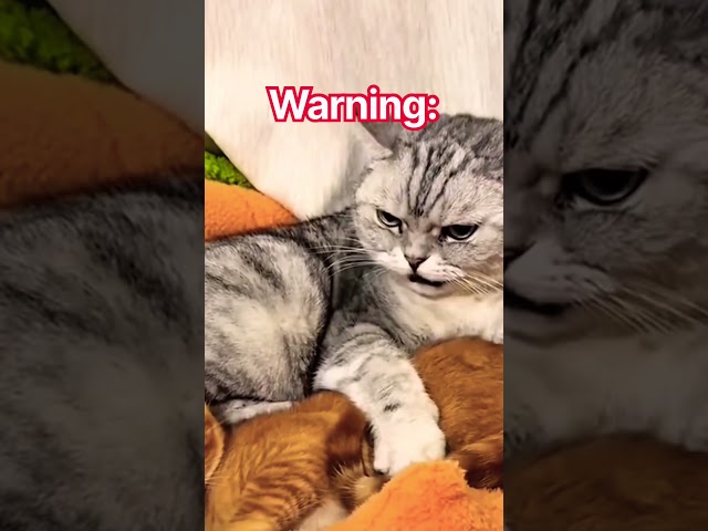 Cat Says: Warning.. #cutecat #warning #funnyvideo #funnycat # #cat #kitten #catvideos #catfunny