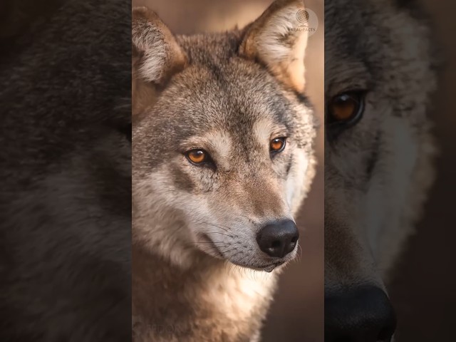 The man saved she-wolf from trap and later she saved his life