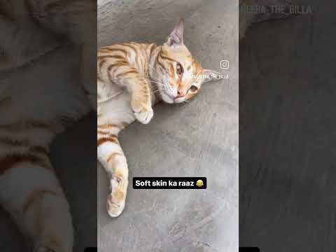 skin ka Raaj#cat #shorts #youtubeshorts #funny #catvideos #viral#trendingshorts