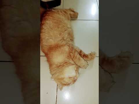 #funny#catvideos#cat#sabskaraib#viralvideo#sabscrab#pets#popular#cute#comedyfilms#funniestvideo#tand