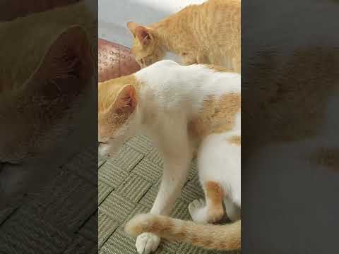 funny cat comedy video|| funny cat videos || cat lovers