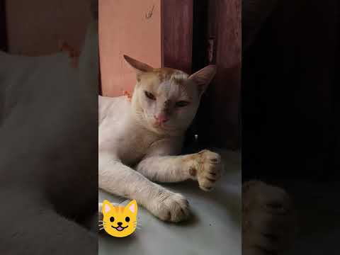 31 August 2026 #cat #funny#catvideos#pets#animals#trending#shortvideo#viral#youtube#bengali#ytshorts