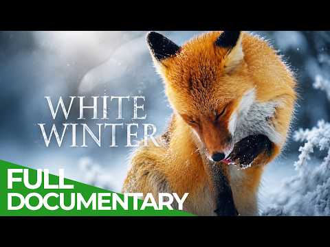 White Winter: A Season On The Northern Alpine Rim | Free Documentary Nature