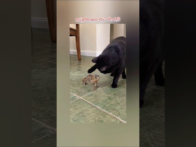 ????????????‍⬛#shorts​ #funny​ #cats​ #funnycats​ #funnycatvideos​ #kitten #funnyshorts​ #cat #funnyanimals​