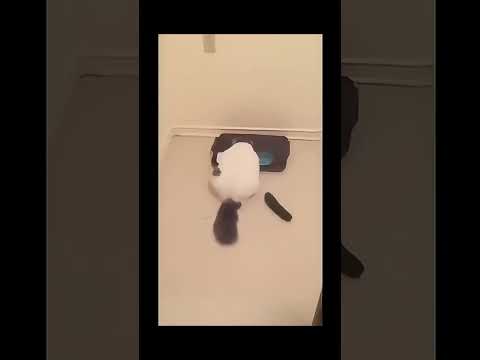 16.#funny #cat #pet #catcat #catshorts #funnycats #catvideos #foryou #fyp #fypシ゚viral #fypyoutube