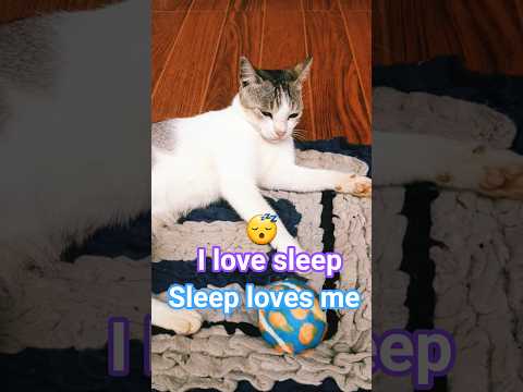 I Love Sleep ???? ???? | Funny Cat Video #shorts #cat #funny #catvideos #kitten #pets #youtubeshorts #cat