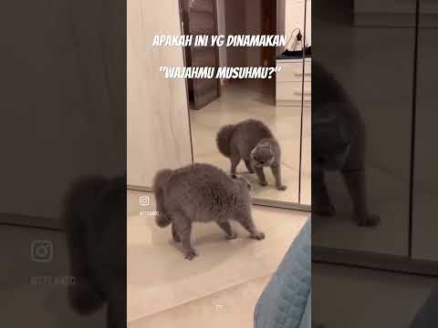 benci sendiri kah? #cat #ytshorts #funny #catvideos
