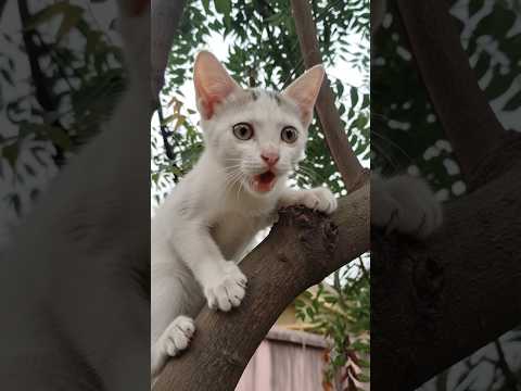 Funny cat videos ???? #catshorts​ #catvideos​ #cat​ #catlovers​