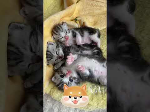 Cute and Funny Cats Shorts Videos 2024.You Laugh You Lose.#catshorts #cutecatshorts #funnycatshorts