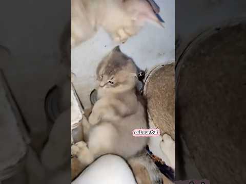 Cute cat dance ???? #reels #cat #catvideos #funnycatvideos #shorts #trendingshorts #ytcat #funny #cute