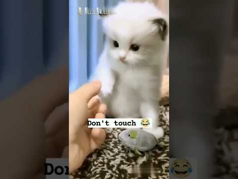 Baby Cats- Cute and Funny Cat Videos Compilation#27 |Aww Animals