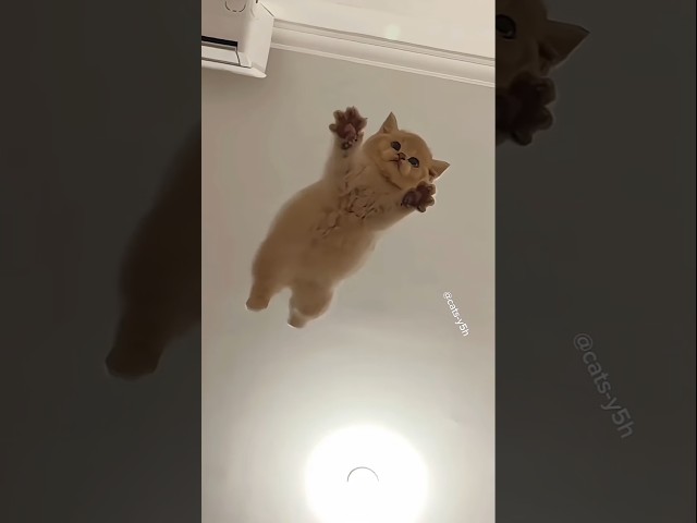 Little Funny Cats???? #cat #cats #catvideos #catshorts #funny #funnyvideos #funnycats #funnycatsvideos