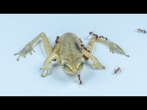 Ants VS Frog - Frog VS Ants - Time Lapse Video - Askal