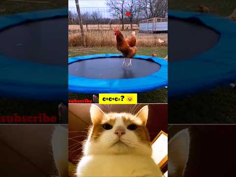 funny cat videos #shorts #ytshorts
