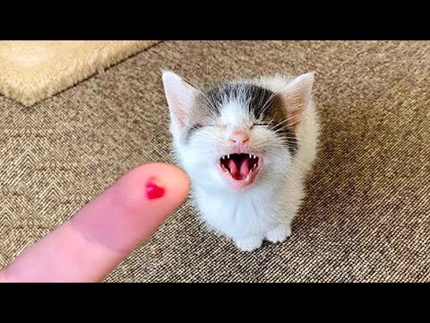Funny Animal 2023 || New Videos Funniest Cats and Dogs 