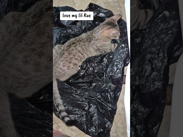 #funnycatvideos #cat #adoptstrays #funnycatsofyoutube #kitten #funnycat #pets