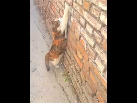 Hilarious cat movements #cat #catvideos #shorts