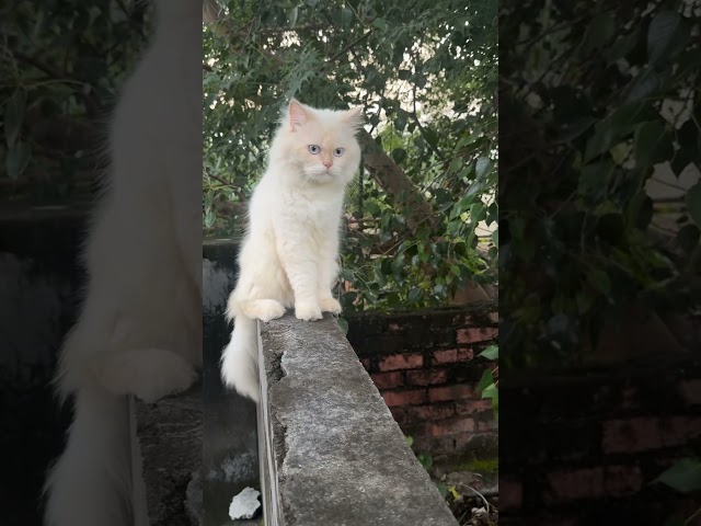???????????? #cat #petshub #pets #funny #catvideos #cute #kitten #cutecat #petsrule #animals #meow #kitten