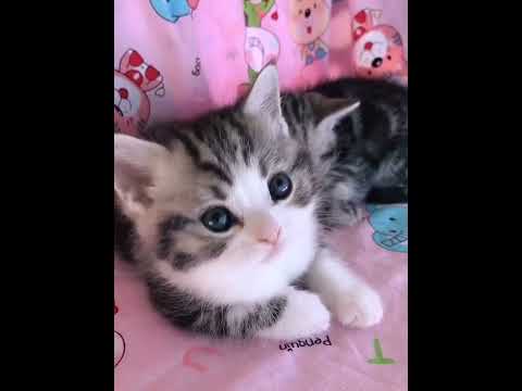 #FunnyCats #CuteCats #CatVideosOMG So Cute Cats ♥ Best Funny Cat Videos# 2021