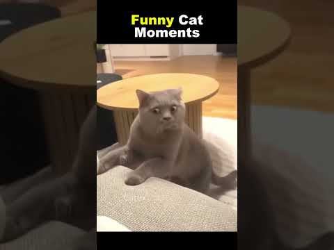 ‎Funny cat videos ‎#Shorts #Funny #cat #funnycats