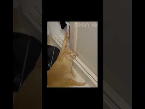 #funny #cat #pet #catcat #catshorts #funnycats #catvideos #foryou #fyp #fypシ゚viral #fypyoutube