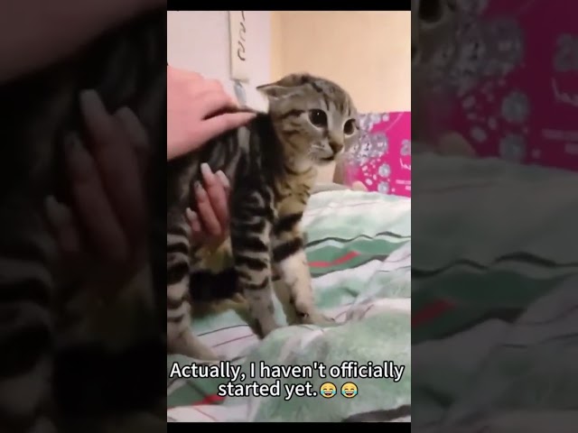 Kitten Core ???? #cat #catshorts #cats #usa #catvideos #fyp #funnycat #petlover #animallovers #cute