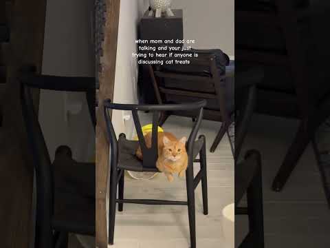 He is always looking for treats #catshorts #movelycat #funnycatvideos #cat #mycat