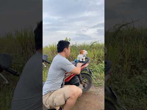 This cat is really alive???? #funny #catvideos #tiktok #social #usafunny #catlovers #funpage