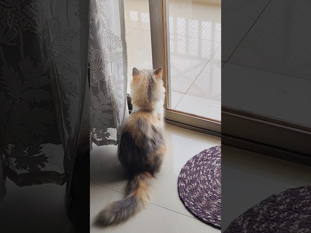 Our jerry is very happy????????❤️ #cat #funnycat #cats #catvideos #catshorts #catlife