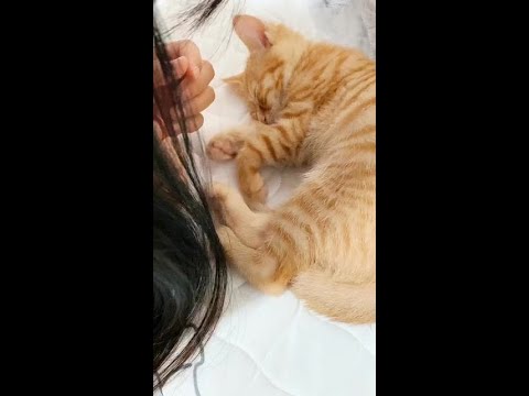 Cute and funny cats Videos 44  