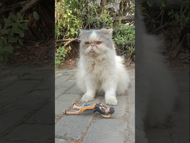 Funny Cat Videos ???? Kucing lucu gendut yang pemalas ❤️ (2)