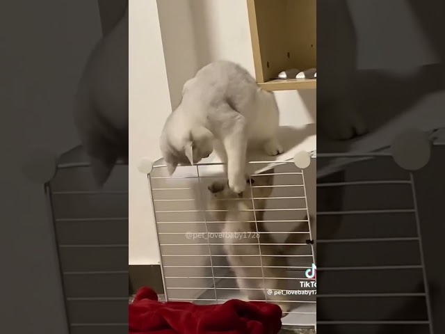Funny Cats ???? #cats #funny #catvideos