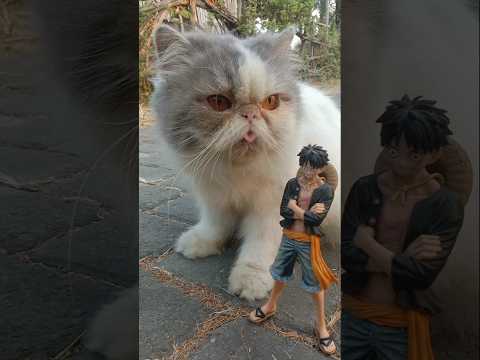 Funny Cat Videos ???? Ming and luffy on the Street ❤️