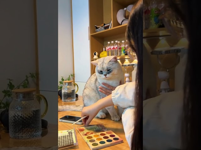 Top 6 Funniest Cat Moments ????????#cats  #funnycats  #catvideos  #cutecats  #funnyanimals  #catmoments