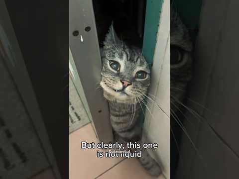 Cute cat dance???? #reels #cat #catvideos #funnycatvideos #shorts #trendingshorts #ytcat #funny #cute