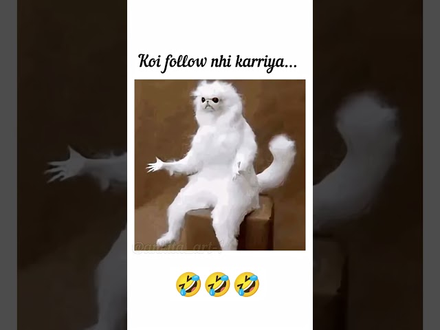 #cat #funny #catvideos #funnyvideo #catfunnyvideo #ganpatibappamorya #ganeshchaturthi #indiancat