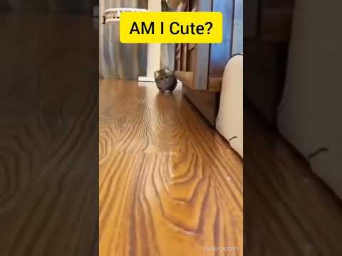 Baby Cats - Cute and Funny Cat Videos #cat #tiktok #shorts