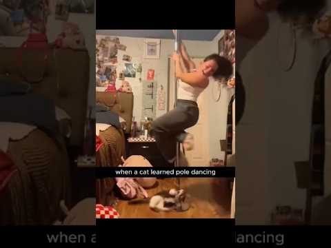 Funny Cats Stories ???????????? Episode 259!cat  #catvideos  #funny #funnycats #cute #animals #kitten #pets