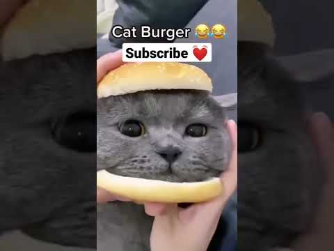 funny cat videos  2022   Copy 10