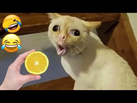 Funny Cat Video Compilation