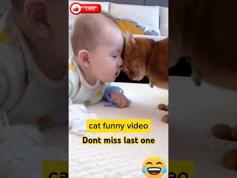 funny cat videos #11