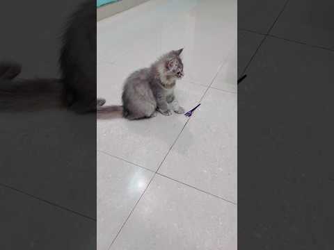 Persian Cat | Cute Cat | Funny Cat Videos #shorts  #shortsfeed