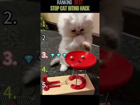 Cats being cats ???????? #funny #catvideos #catshorts #cat