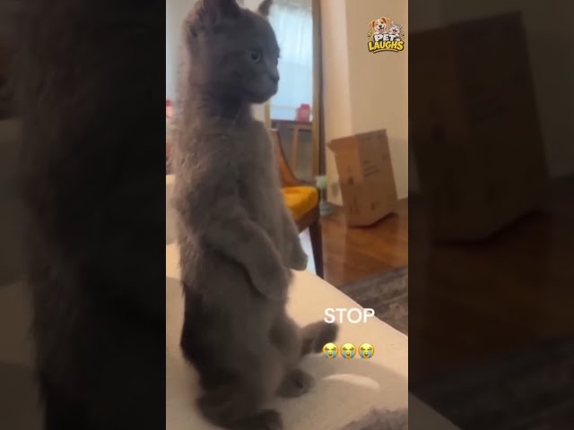 These Cats Are Seriously Too Funny ????#funnypets #funnyanimals #funnycatvideos #sillycats #catshorts