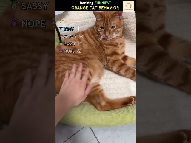 Ranking FUNNIEST ORANGE CAT BEHAVIOR!! #FunnyCat #FunnyCatVideos #CatVideo #FunnyVideos #Shorts