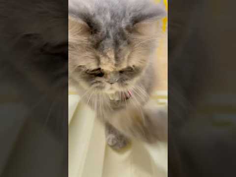 Berantem terus ???? #funny #cat #catvideos #kucinglucu #kucingcomel #hewanlucu
