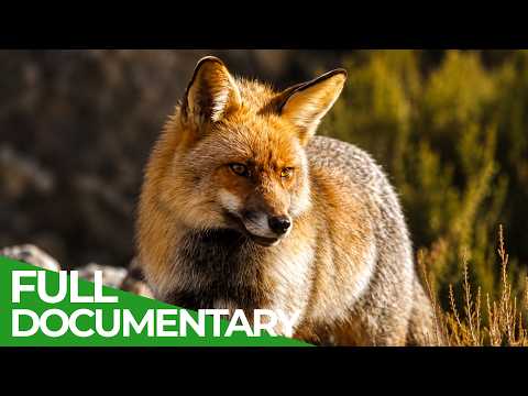 The Wild Heart Of Spain | Free Documentary Nature