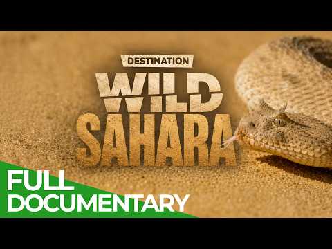 Destination Wild: The Sahara | Free Documentary Nature