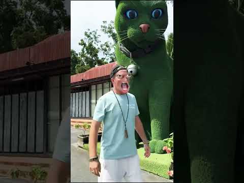 This cat is really alive!#funny #cats #catvideos #tiktok #social #usafunny #catlovers #funpage